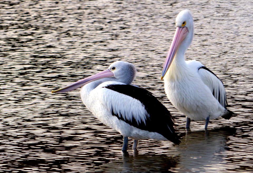The Australian Pelican (Pelecanus Conspicillatus)