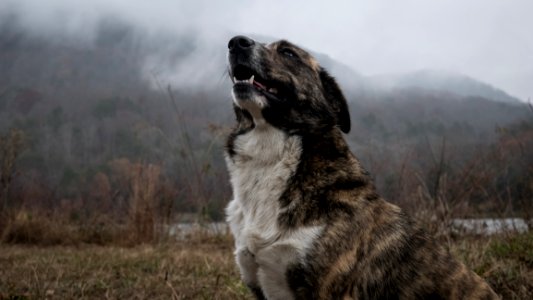 Dog Sitting In A Field Barking