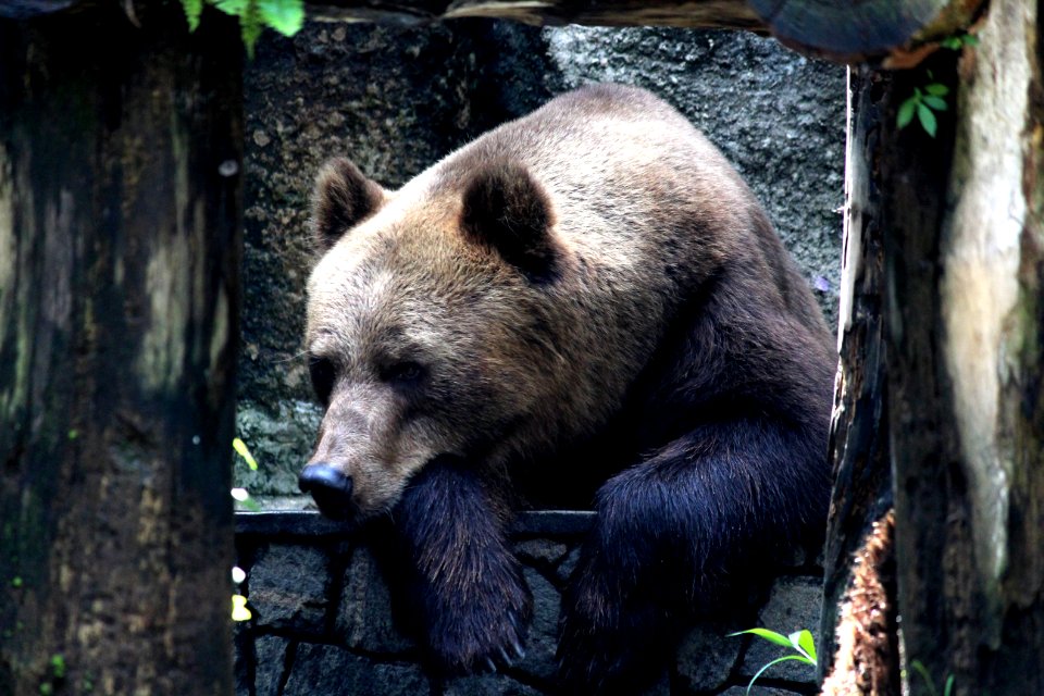 Brown Grizzly Bear On Black Metal Fence