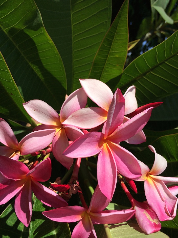 Flower bloom floral