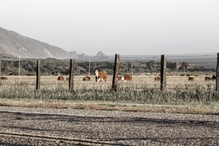 Cows  Big Sur CA 2