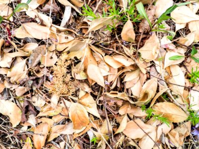 Dry Leaves And Twigs On Ground photo