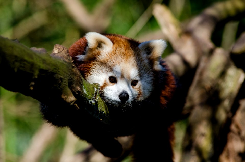 Raccoon On Tree During Daytime