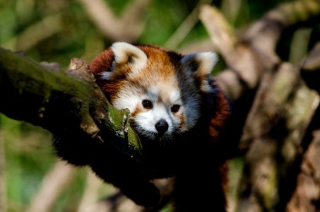 Raccoon On Tree During Daytime photo