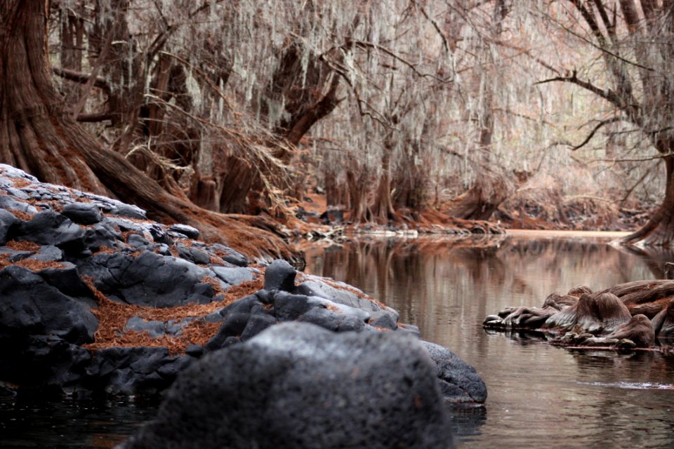 River Flowing Through Forest