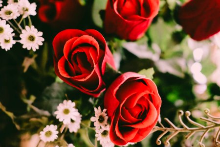 Rose Blossoms