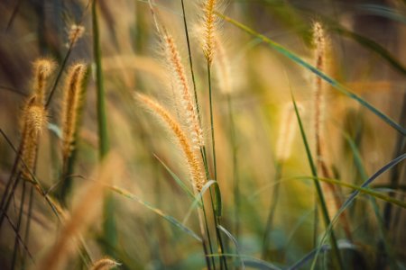 Summer Grass