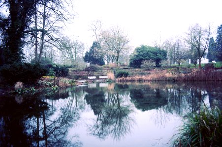 River Surrounded By Tress
