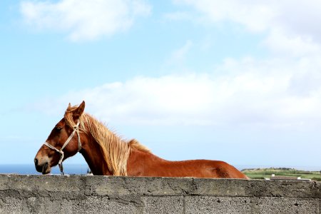 Brown Horse Beside Grey Concrete Wall Under White And Blue Sky During Daytime photo