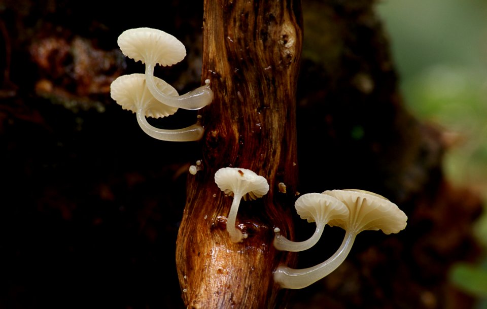 Oudemansiella Australis