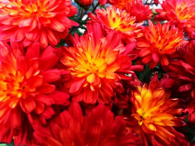 Orange Red Flowers photo