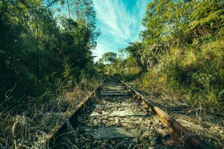 Railway In Forest photo