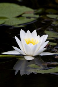 White Nenunphar