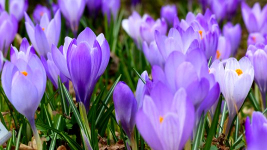 Violet Crocus Flowers photo