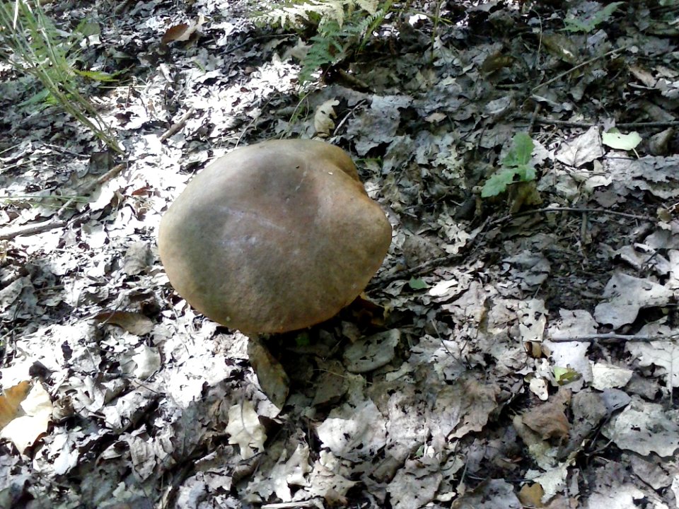 Porcini