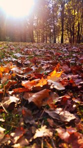 Dry Fallen Maple Leaves