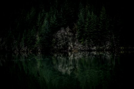 Evergreen Forest On Lake Coast photo