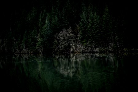 Evergreen Forest On Lake Coast