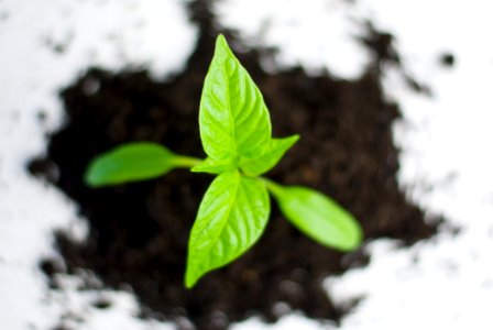 Green Plant Growing In Soil