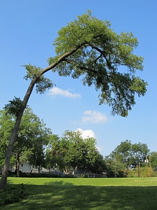 Branches landscape environment