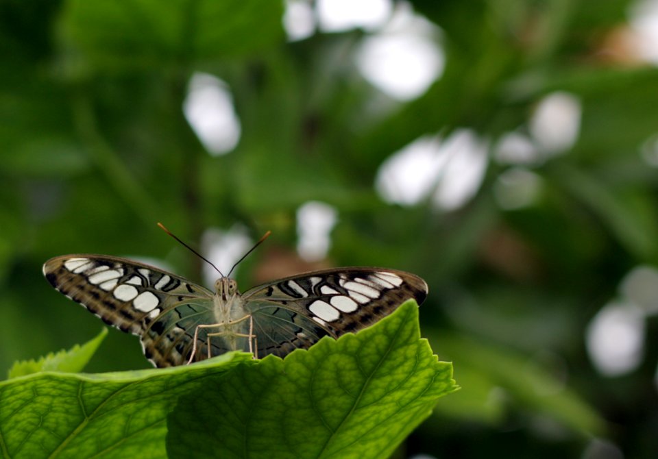 Blenheim Butterfly