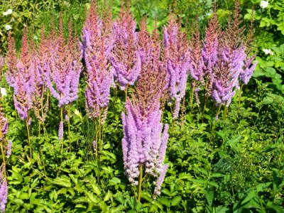 Plants With Green Leaves And Purple Spikes