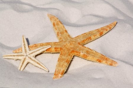 White And Orange Star Fish Side By Side At The Sand photo