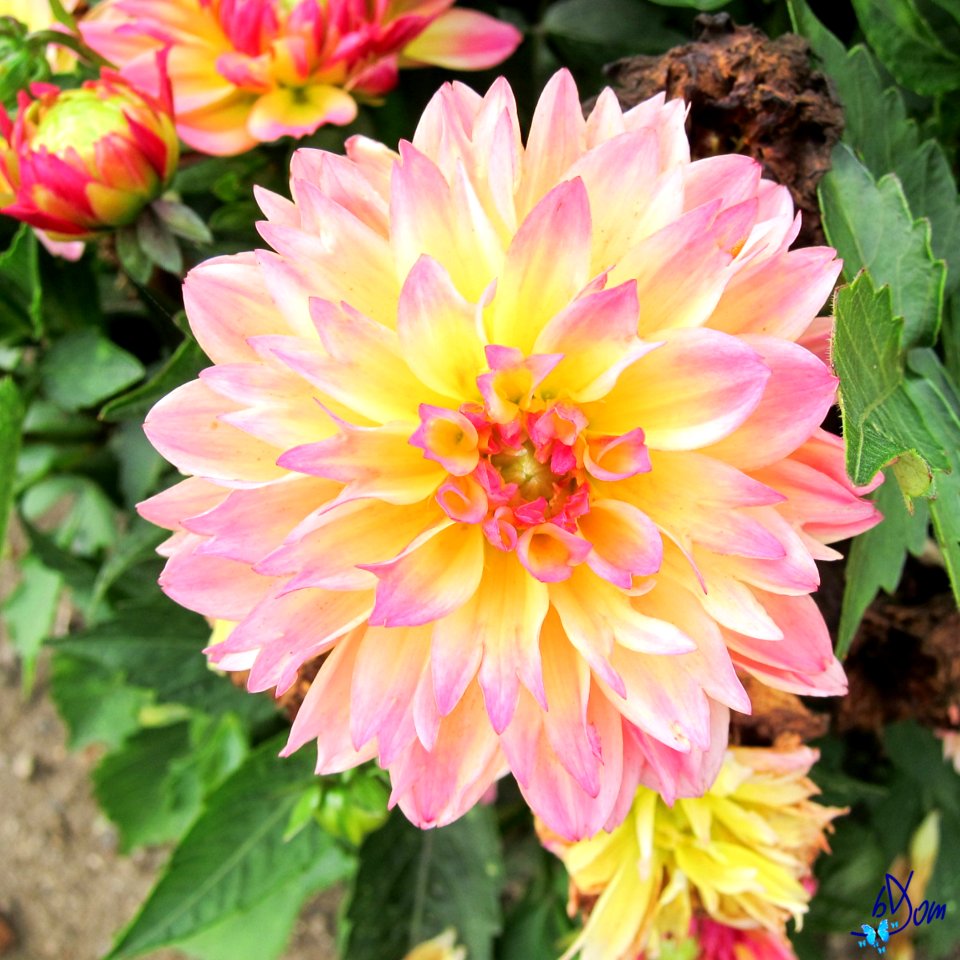 Dahlias