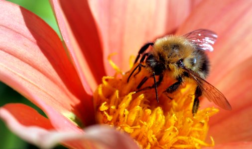 Yellow And Black Bee