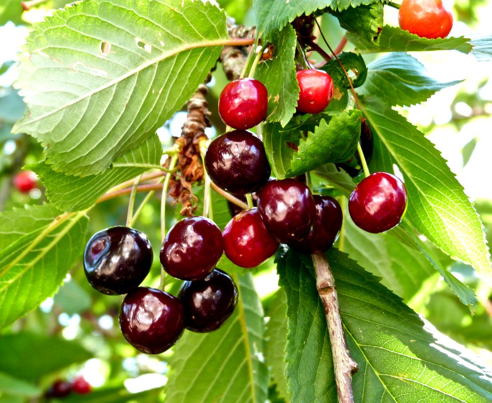 Gifts From The Garden