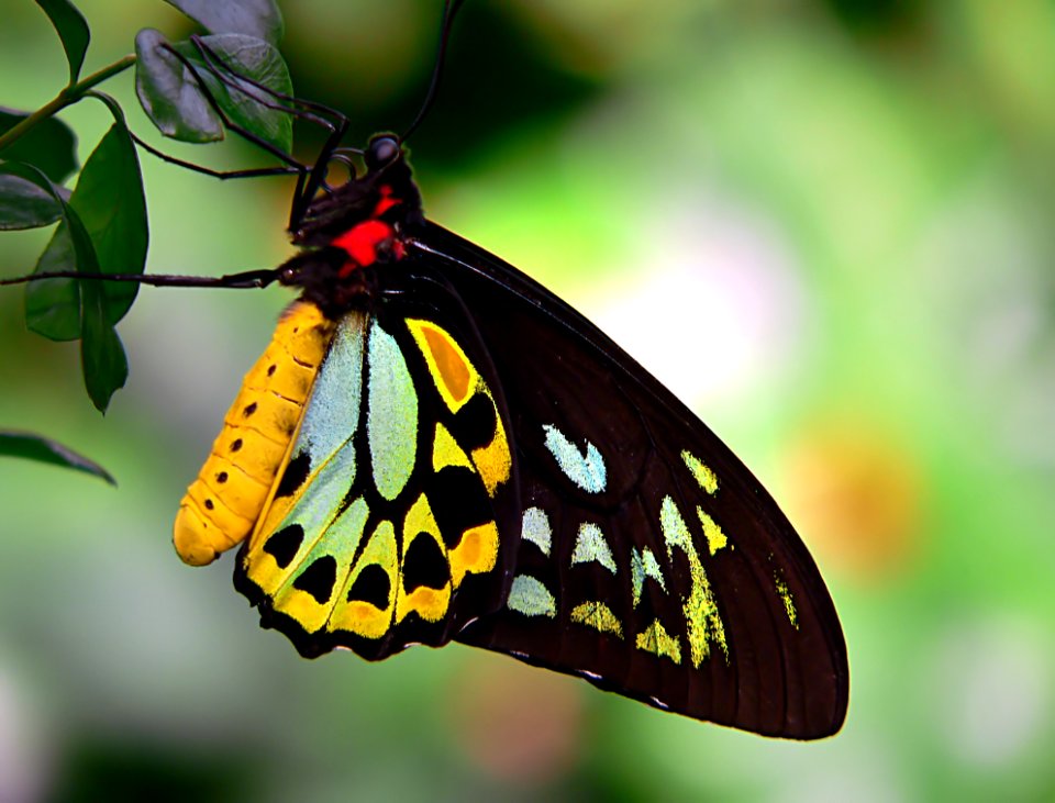Cairns Birdwing 6