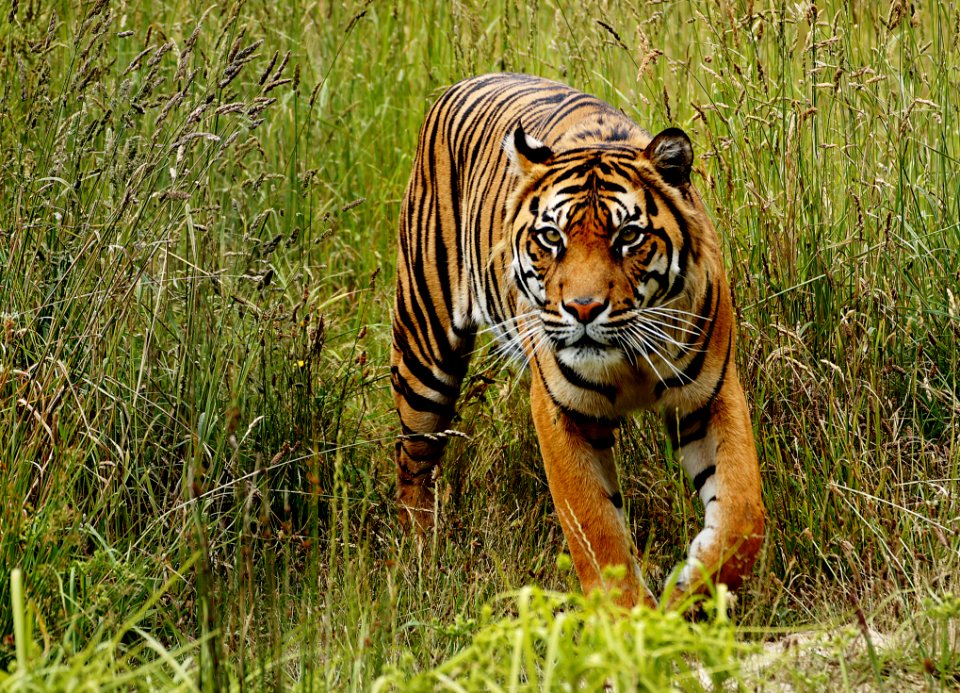 Sumatran Tiger photo