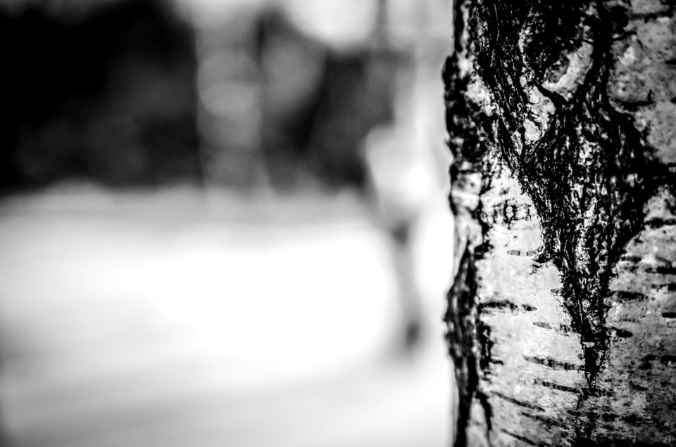 Birch Tree photo