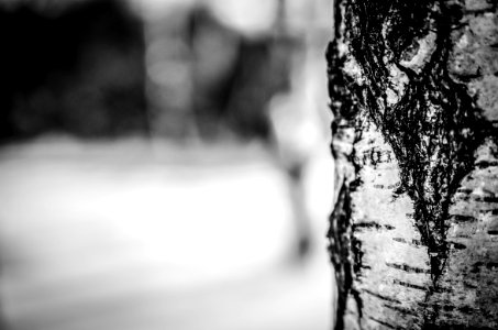 Birch Tree photo