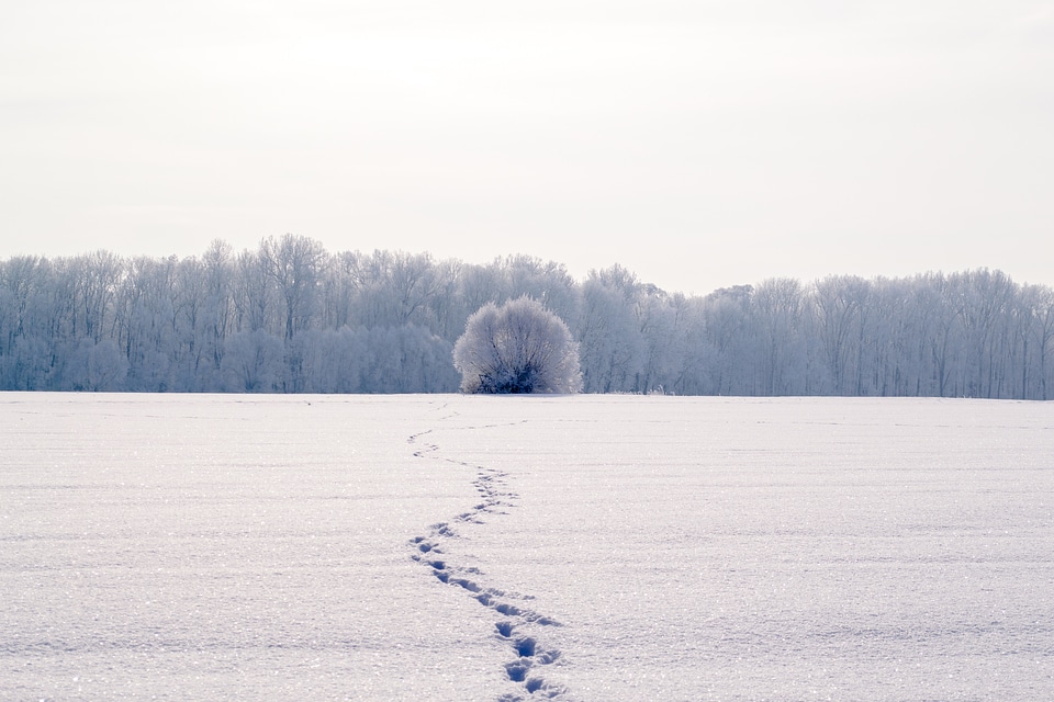 Footprints reprint wintry