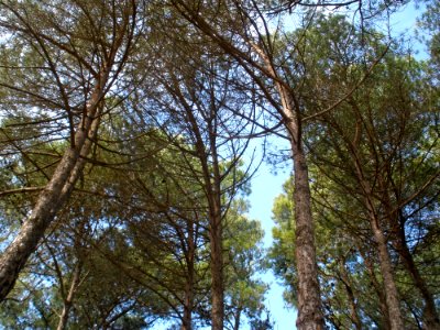 Tall Pine Trees photo