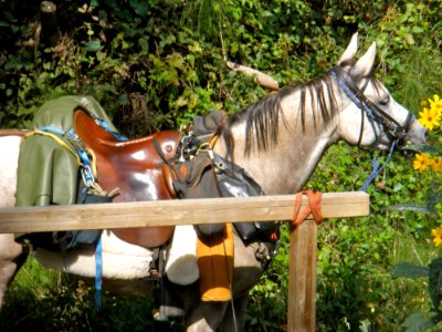 Curious Horse photo