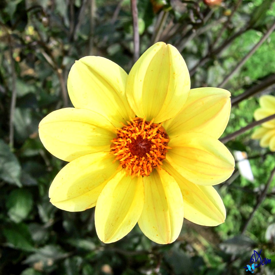 Dahlias