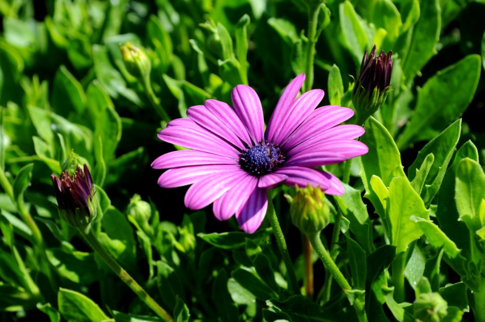 Purple Flower Among Leaves And Buds