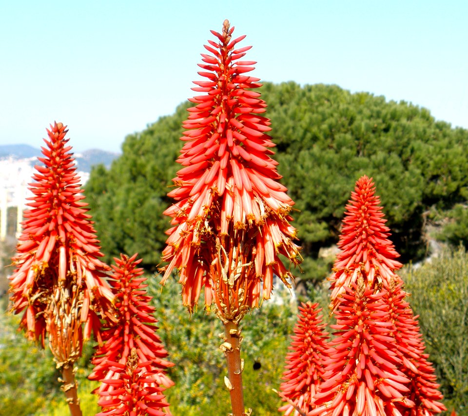 Aloe Vera Flowers