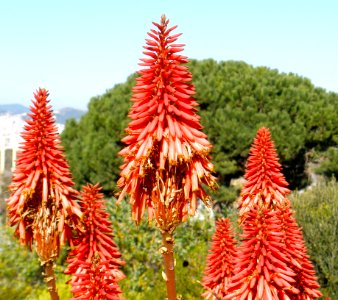 Aloe Vera Flowers