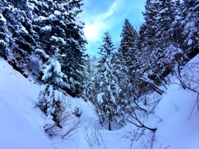 Evergreen Forest In Winter