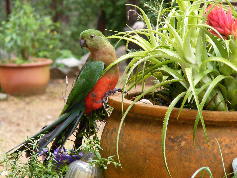 Parrot lori green