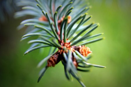 Green And Brown Pine Cone On Green Pine Tree In Micro Lens photo