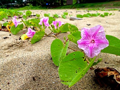 2013365130 Beach Glory