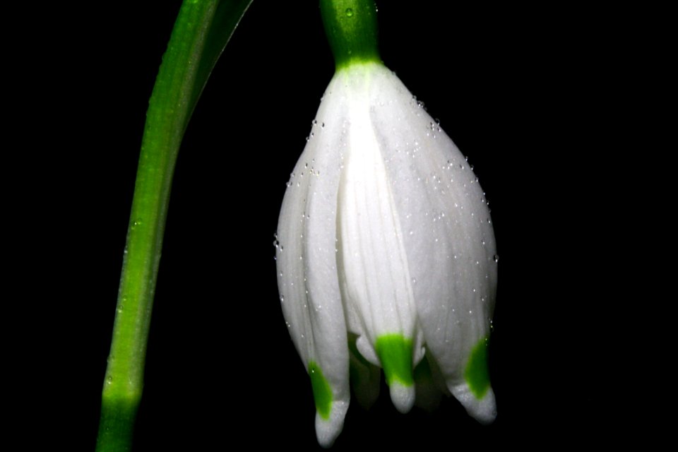 White Green Flower In Bloom