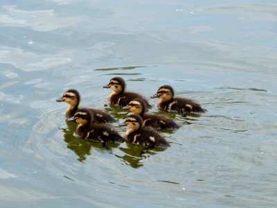 A Crew Of Ducklings photo
