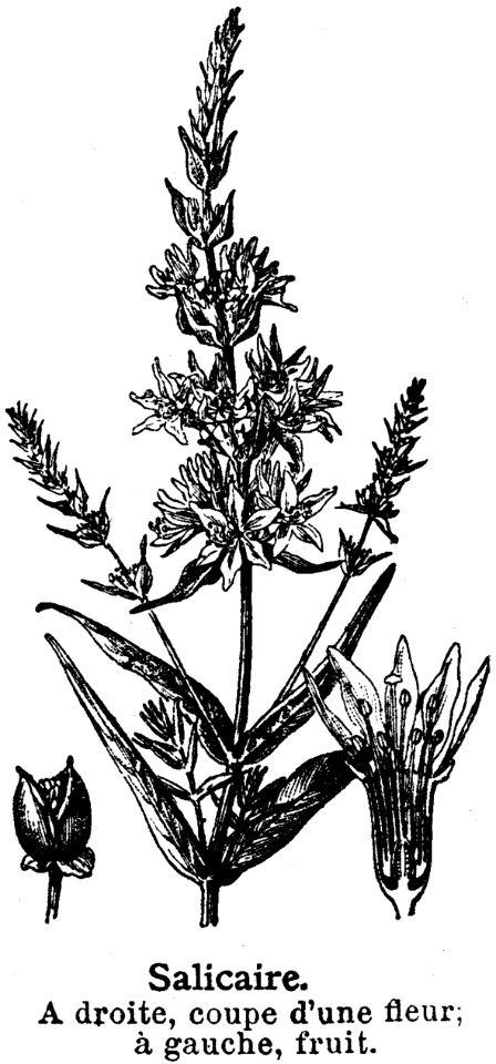 Plant Botany Terrestrial Plant Flowering Plant