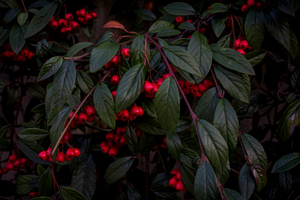 Bush With Red Berries