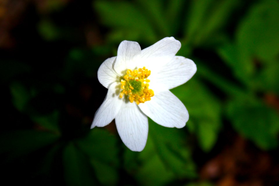 Little Flower